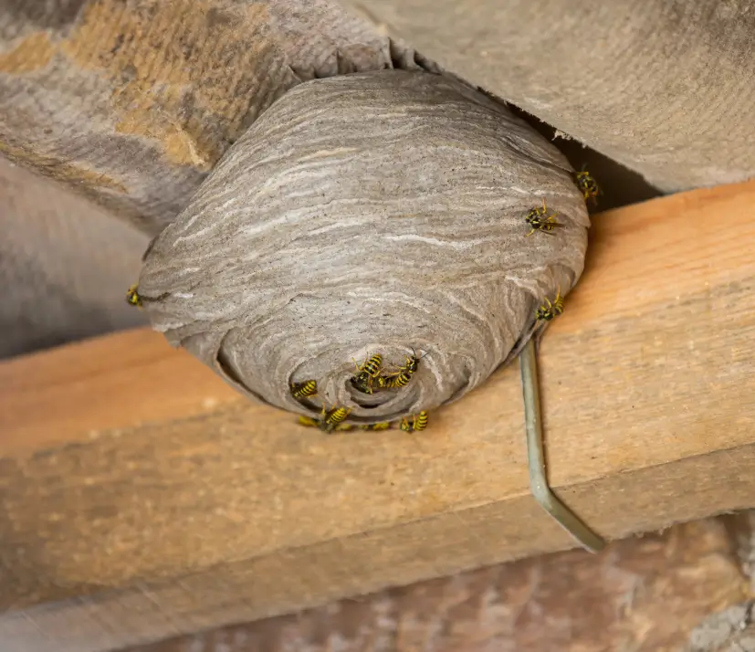 Bees, & Wasps PestMan