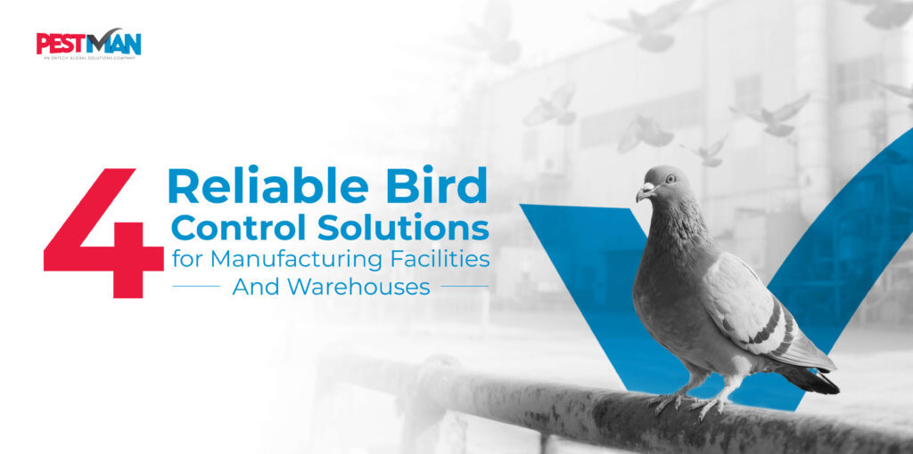 4 Reliable Bird Control Solutions for Manufacturing Facilities And Warehouses