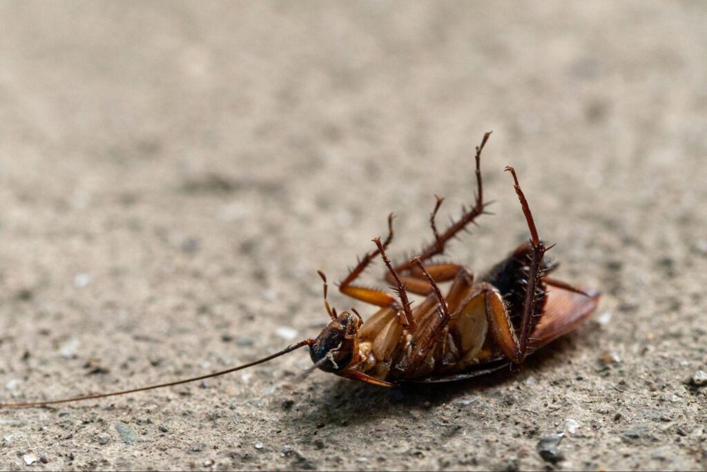 Do Cockroaches Bite? Signs, Symptoms & Treatment