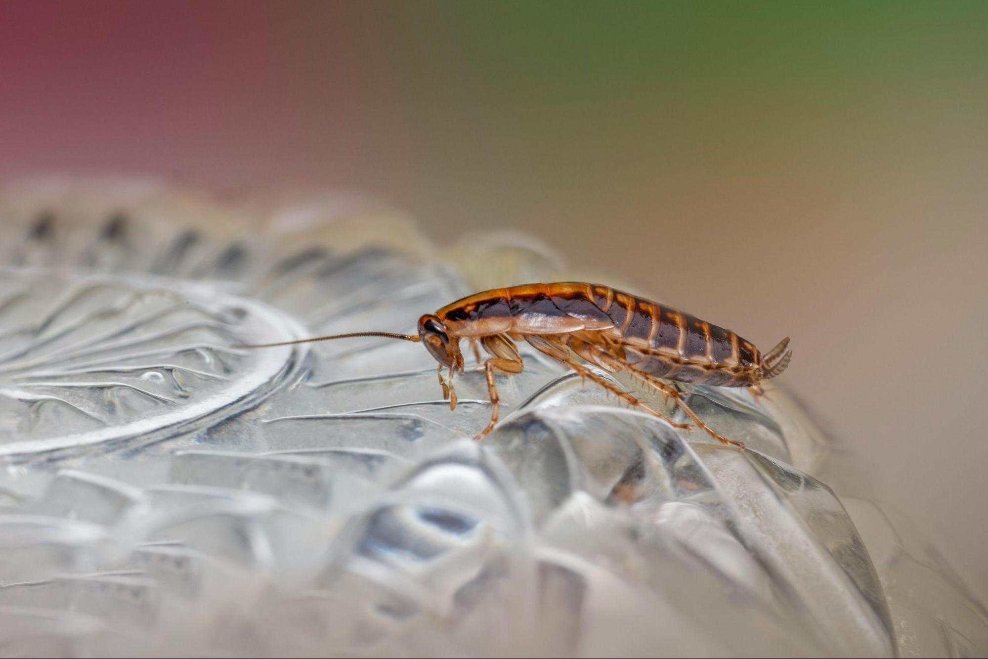 How Can We Prevent Cockroaches in Singapore? Hire Professionals