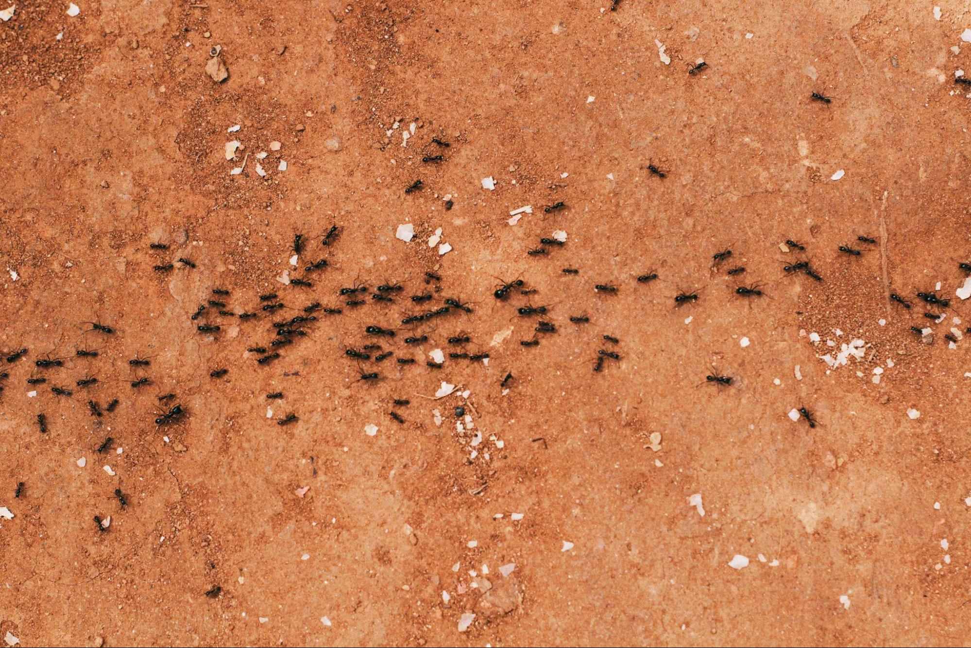 How to Get Rid of Ants